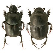 ONTHOPHAGUS TAURUS